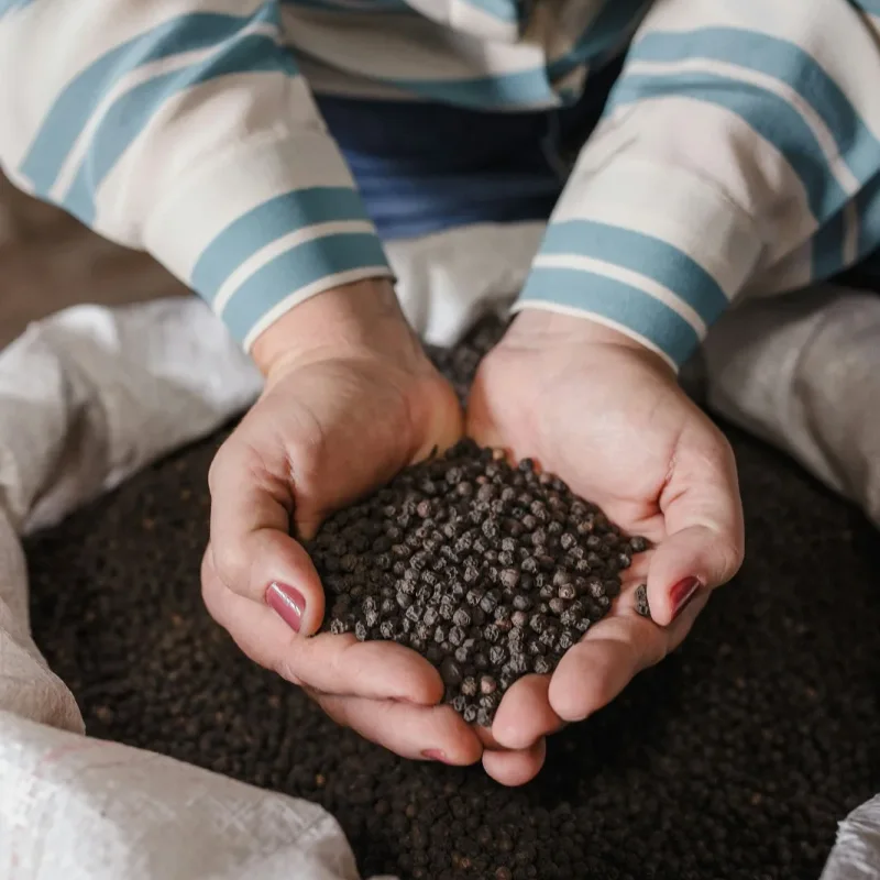 Hands scooping whole black pepper from a bulk commodity sack
