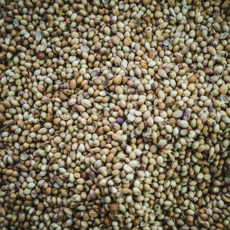 Bulk whole coriander seeds showing commodity texture