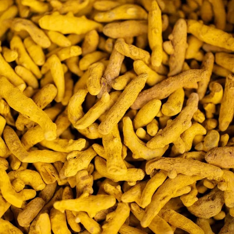 Bulk whole dried turmeric fingers in an open jute export bag