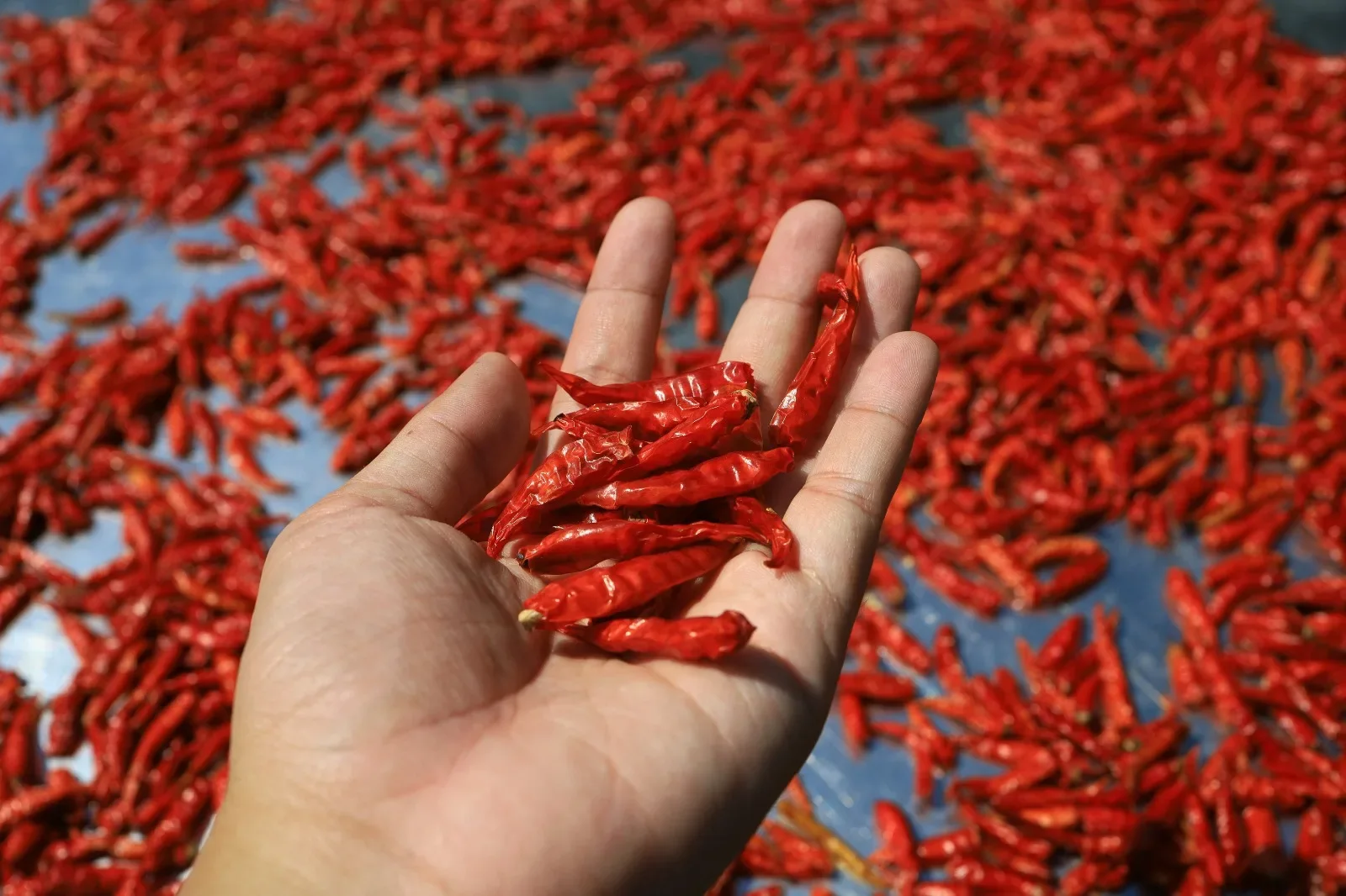 Hand-held dry red chilli sample over a drying yard
