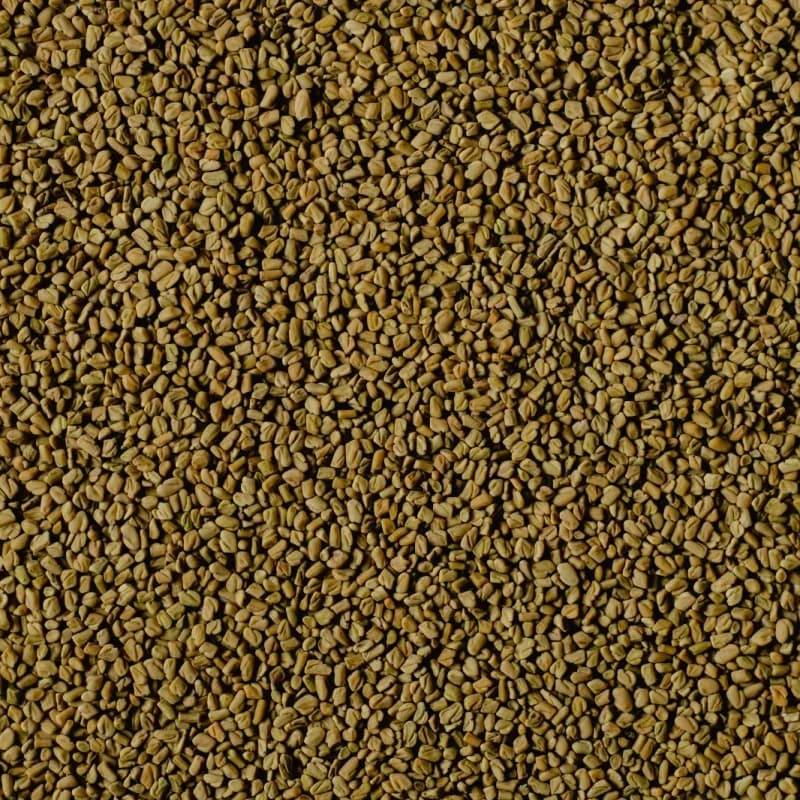 Bulk machine-cleaned whole fenugreek seeds
