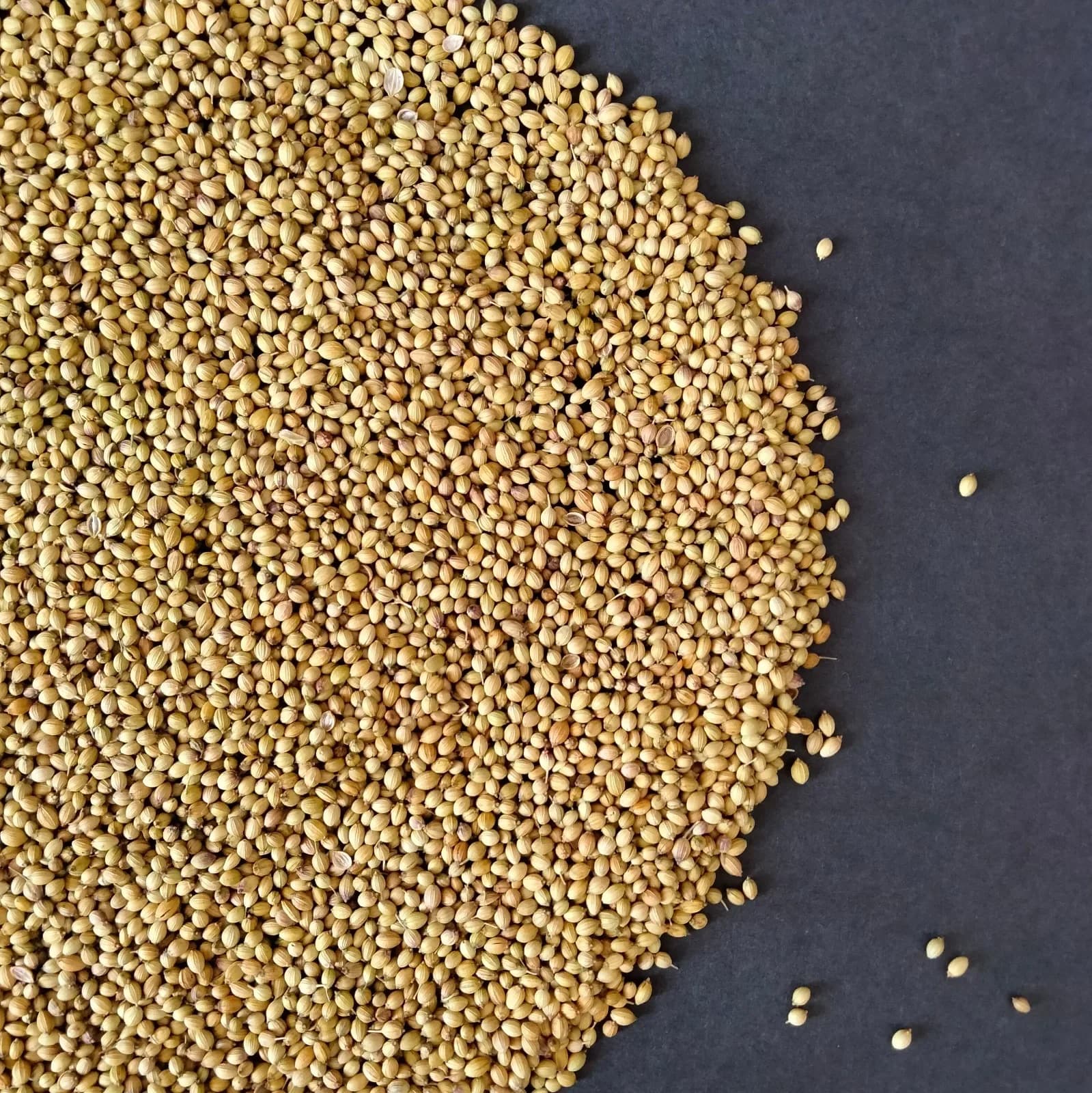 Macro flat-lay of whole coriander seeds