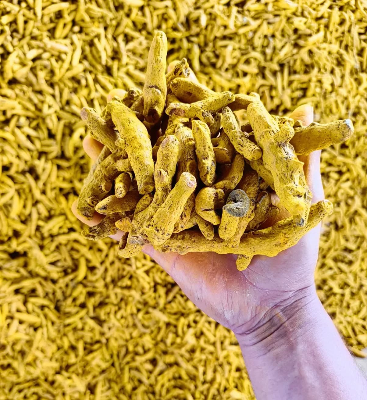 Hand-held turmeric finger sample over a sorting lot
